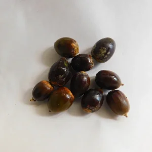 Dwarf Chinkapin Oak Tree Seedling - Quercus prinoides - 6