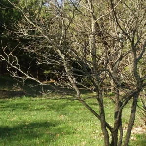 Dwarf Chinkapin Oak Tree Seedling - Quercus prinoides - 6