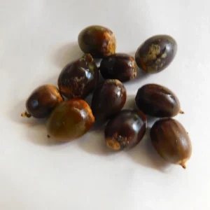 Dwarf Chinkapin Oak Tree Seedling - Quercus prinoides - 6