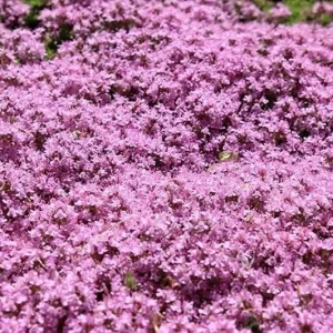 Dwarf Creeping Thyme Seeds - Thymus Serpyllum Ground Cover - 226 Gram - Image 1