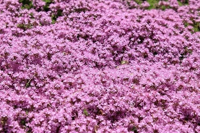 Dwarf Creeping Thyme Seeds – Thymus Serpyllum Ground Cover – 226 Gram – Outdoor Perennial - Image 1