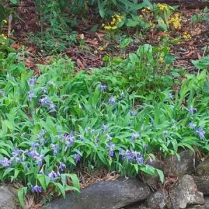 Dwarf Crested Iris Bare-root Plant - Wild Iris Cristata - 4-9 Inch Tall - Image 4