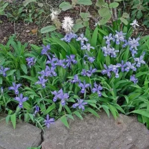 Dwarf Crested Iris Bare-root Plant - Wild Iris Cristata - 4-9 Inch Tall - Image 5