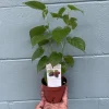 Dwarf Everbearing Mulberry Live Plant - Fruit Tree, Zones 6-11 - Image 1