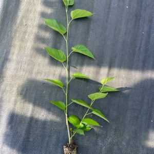 Dwarf Everbearing Mulberry Live Plant - Fruit Tree, Zones 6-11 - Image 2