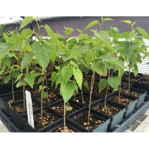 Dwarf Everbearing Mulberry Live Plant - Fruit Tree, Zones 6-11 - Image 3