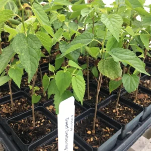 Dwarf Everbearing Mulberry Tree - Bare Root Starter Plant - Cold Hardy Fruit Tree - Image 5