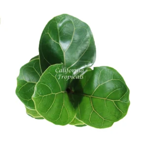 Dwarf Fiddle Leaf Fig Live Plant – 4 inch Pot – Indoor Houseplant - Image 2