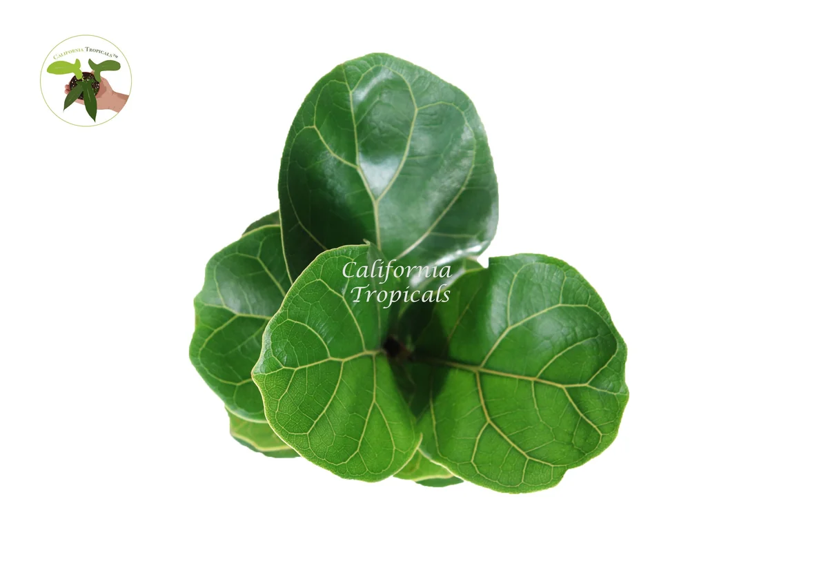 Dwarf Fiddle Leaf Fig Live Plant – 4 inch Pot – Indoor Houseplant - Image 2