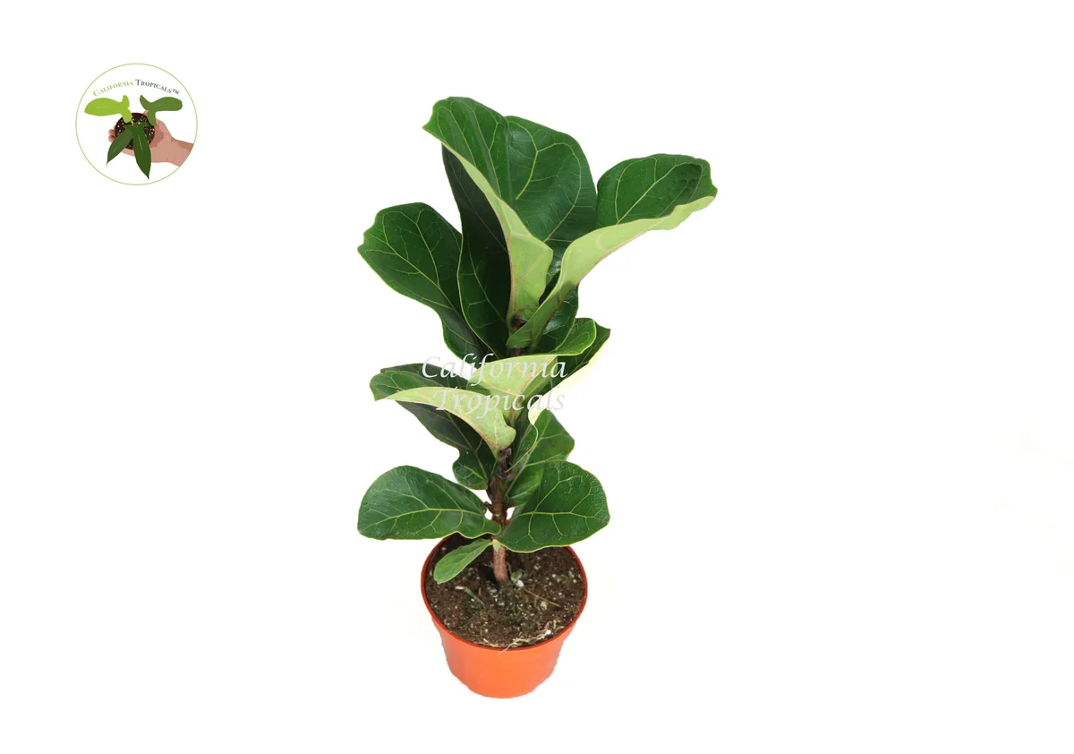 Dwarf Fiddle Leaf Fig Live Plant – 4 inch Pot – Indoor Houseplant - Image 1