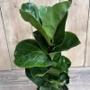 Dwarf Fiddle Leaf Fig Live Plant – Ficus Lyrata Bambino – 6 inch Pot – Indoor Houseplant - Image 1