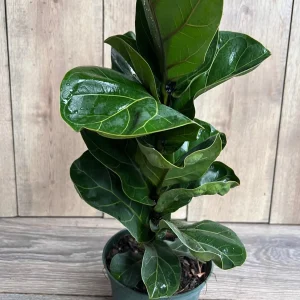 Dwarf Fiddle Leaf Fig Live Plant – Ficus Lyrata Bambino – 6 inch Pot – Indoor Houseplant - Image 3