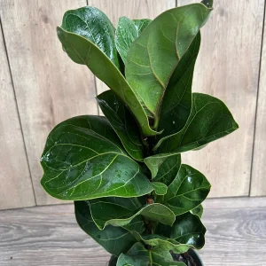 Dwarf Fiddle Leaf Fig Live Plant – Ficus Lyrata Bambino – 6 inch Pot – Indoor Houseplant - Image 1