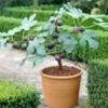 Dwarf Fig Tree Live Plant - Self-Fertile Fignomenal Variety - Produces Fruit Indoors/Outdoors - Image 1