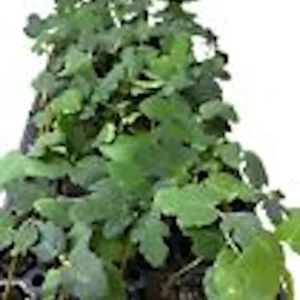 Dwarf Fig Tree Live Plant - Self-Fertile Fignomenal Variety - Produces Fruit Indoors/Outdoors - Image 2