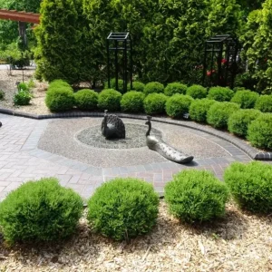 Dwarf Globe Arborvitae Live Plant - 4-6