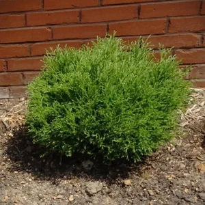 Dwarf Globe Arborvitae Live Plant - 4-6