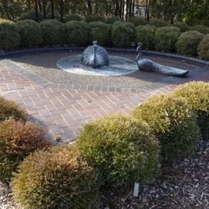 Dwarf Globe Arborvitae Live Plant - 4-6