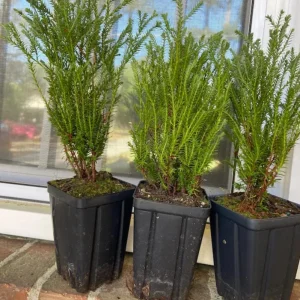 Dwarf Globe Arborvitae Live Plant - 4-6