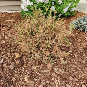 Dwarf Globe Arborvitae Live Plant - 4-6