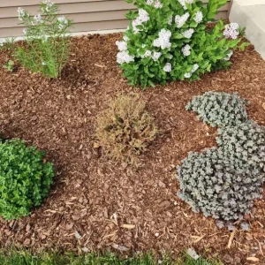 Dwarf Globe Arborvitae Live Plant - 4-6