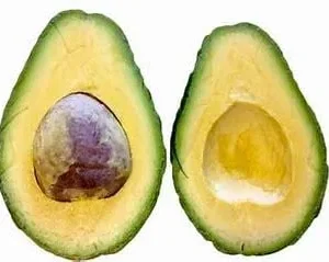 Dwarf Grafted Avocado Tree Live Plant – 2-4ft Tall – Container Growing - Image 3