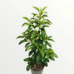Dwarf Grafted Avocado Tree Live Plant – 2-4ft Tall – Container Growing - Image 1