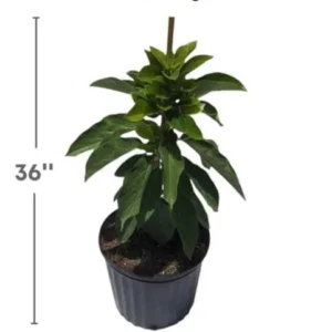 Dwarf Grafted Avocado Tree Live Plant – 2-4ft Tall – Container Growing - Image 5