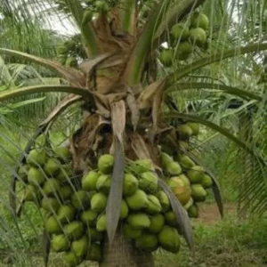 Dwarf Green Malayan Coconut Live Plant 2-3 Ft Tall 1 Gallon Pot Tropical Tree - Image 9