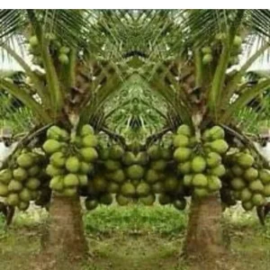 Dwarf Green Malayan Coconut Live Tree - 2-3ft Tall, 1 Gallon Pot, Fully Rooted, Outdoor Tropical Plant - Image 3