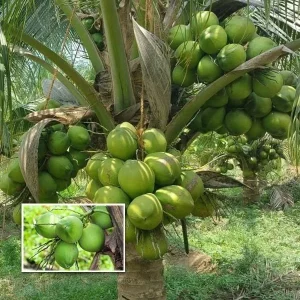 Dwarf Green Malayan Coconut Live Tree - 2-3ft Tall, 1 Gallon Pot, Fully Rooted, Outdoor Tropical Plant - Image 7