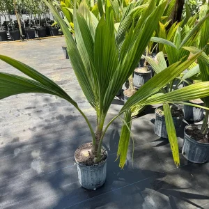 Dwarf Green Malayan Coconut Live Tree - 3 Gallon, 3 Feet Tall - Image 3