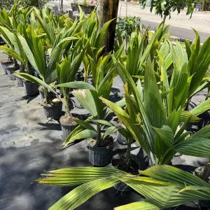 Dwarf Green Malayan Coconut Live Tree - 3 Gallon, 3 Feet Tall - Image 4