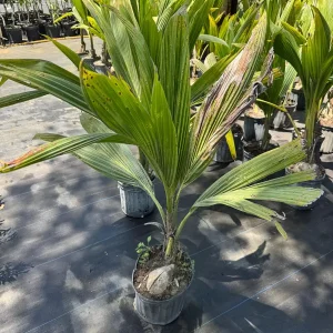 Dwarf Green Malayan Coconut Live Tree - 3 Gallon, 3 Feet Tall - Image 7