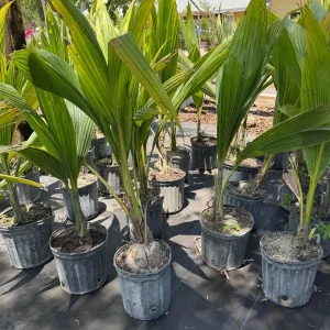 Dwarf Green Malayan Coconut Live Tree - 3 Gallon, 3 Feet Tall - Image 8