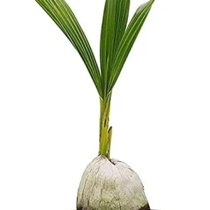 Dwarf Green Malayan Coconut Palm Tree - Live Sprouted Plant, 6-18 inches tall - Image 6