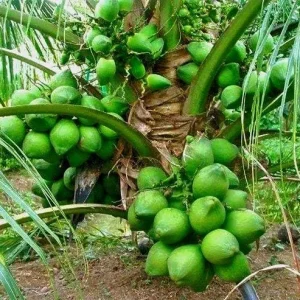 Dwarf Green Malayan Coconut Seeds - Costa Rican Certified, Cocos Nucifera - Image 3