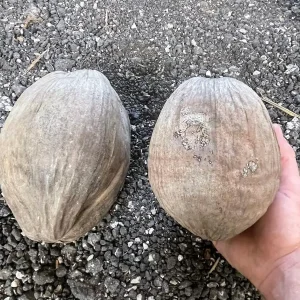 Dwarf Green Malayan Coconut Seeds - Costa Rican Certified - Non-Sprouted - Image 4