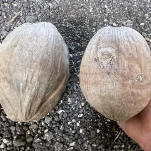 Dwarf Green Malayan Coconut Seeds - Rare Costa Rican Certified - Image 2