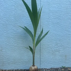 Dwarf Green Malayan Coconut Tree Live Plant 2-3ft Tall 1 Gallon Pot - Image 2