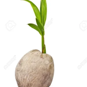 Dwarf Green Malayan Sprouted Coconut Palm - Live Plant - 6-18 inches Tall - Image 2