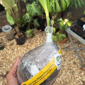 Dwarf Green Malayan Sprouted Coconut Palm - Live Plant - 6-18 inches Tall - Image 9