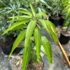 Dwarf Hawaiian Mango Tree Live Plant - 3 Gallon Pot, Grafted, Fully Rooted - Image 1