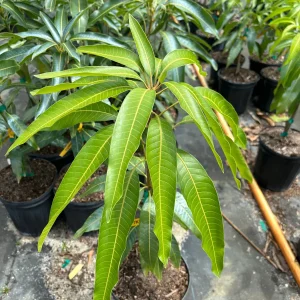 Dwarf Hawaiian Mango Tree Live Plant - 3 Gallon Pot, Grafted, Fully Rooted - Image 1