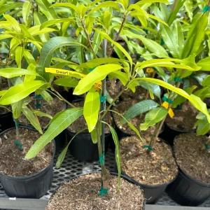 Dwarf Hawaiian Mango Tree Live Plant - 3 Gallon Pot, Grafted, Fully Rooted - Image 5