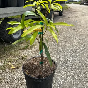 Dwarf Hawaiian Mango Tree Live Plant - 3 Gallon Pot, Grafted, Fully Rooted - Image 7
