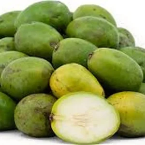 Dwarf June Plum Live Fruit Tree – Air Layered – 16-24 Inch – Outdoor Fruiting Plant - Image 2