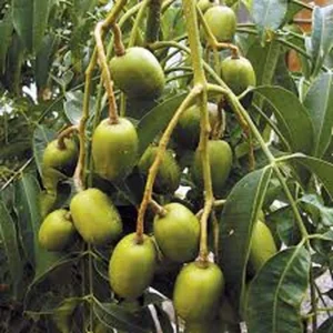 Dwarf June Plum Live Fruit Tree – Air Layered – 16-24 Inch – Outdoor Fruiting Plant - Image 4
