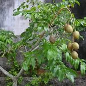 Dwarf June Plum Live Fruit Tree – Air Layered – 16-24 Inch – Outdoor Fruiting Plant - Image 5