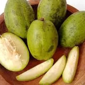 Dwarf June Plum Live Fruit Tree – Air Layered – 16-24 Inch – Outdoor Fruiting Plant - Image 1